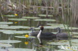 Great Crested Grebe (Podiceps cristatus)