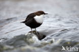 White-throated Dipper (Cinclus cinclus)