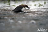 White-throated Dipper (Cinclus cinclus)