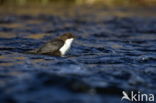 White-throated Dipper (Cinclus cinclus)