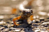 Salamander (Caudata)