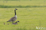 Canadese Gans (Branta canadensis)