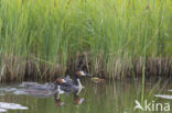 Great Crested Grebe (Podiceps cristatus)