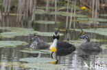 Great Crested Grebe (Podiceps cristatus)