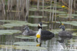 Great Crested Grebe (Podiceps cristatus)