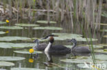 Great Crested Grebe (Podiceps cristatus)