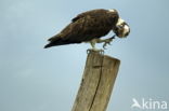 Osprey (Pandion haliaetus)