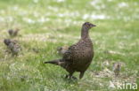 Ring-necked Pheasant (Phasianus colchicus)