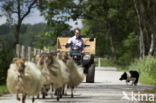 Drents heideschaap (Ovis orientalis aries)