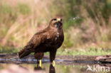 Common Buzzard (Buteo buteo)