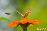 Distelvlinder (Vanessa cardui)