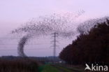 Spreeuw (Sturnus vulgaris)