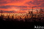 European Starling (Sturnus vulgaris)