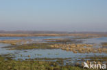 Lapwing (Vanellus vanellus)