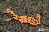 Wormvormig goudkussentje (Perichaena vermicularis)