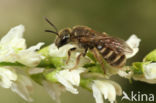 Halictus tumulorum