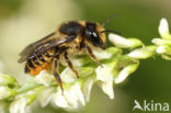 Leafcutter bee (Megachile centuncularis)