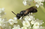 Kleine lookmaskerbij (Hylaeus leptocephalus)