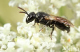 Kleine lookmaskerbij (Hylaeus leptocephalus)