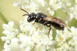 Kleine lookmaskerbij (Hylaeus leptocephalus)