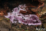 Paarse korstzwam (Chondrostereum purpureum)