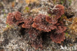 Thelephora terrestris