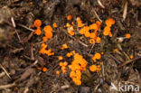 Klein oranje zandschijfje (Byssonectria aggregata)