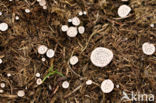 Nail fungus (Poronia punctata)