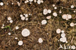 Nail fungus (Poronia punctata)