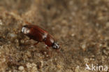 Anthobium atrocephalum