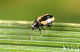 striped flea beetle (Phyllotreta striolata)