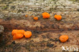 Oranje druppelzwam (Dacrymyces stillatus)