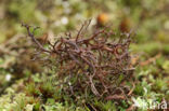 Spiney heath lichen (Cetraria aculeata)