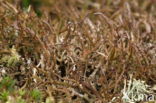 Open heidestaartje (Cladonia crispata)