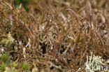 Organ-pipe lichen (Cladonia crispata)