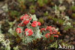 Red pixie cup (Cladonia coccifera)