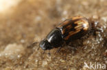 Aphodius paykulli