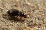 Bradycellus ruficollis