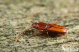 Placonotus testaceus