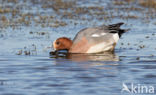 Wigeon (Anas penelope)