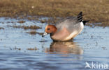 Wigeon (Anas penelope)