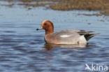 Wigeon (Anas penelope)