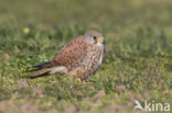 European kestrel (Falco tinnunculus tinnunculus)