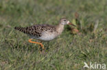 Ruff (Philomachus pugnax)