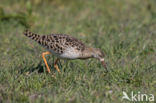 Ruff (Philomachus pugnax)