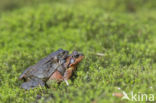 Common Frog (Rana temporaria)