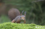 Red Squirrel (Sciurus vulgaris)