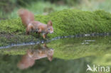 Red Squirrel (Sciurus vulgaris)