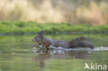 Red Squirrel (Sciurus vulgaris)