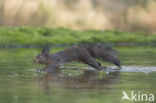 Red Squirrel (Sciurus vulgaris)